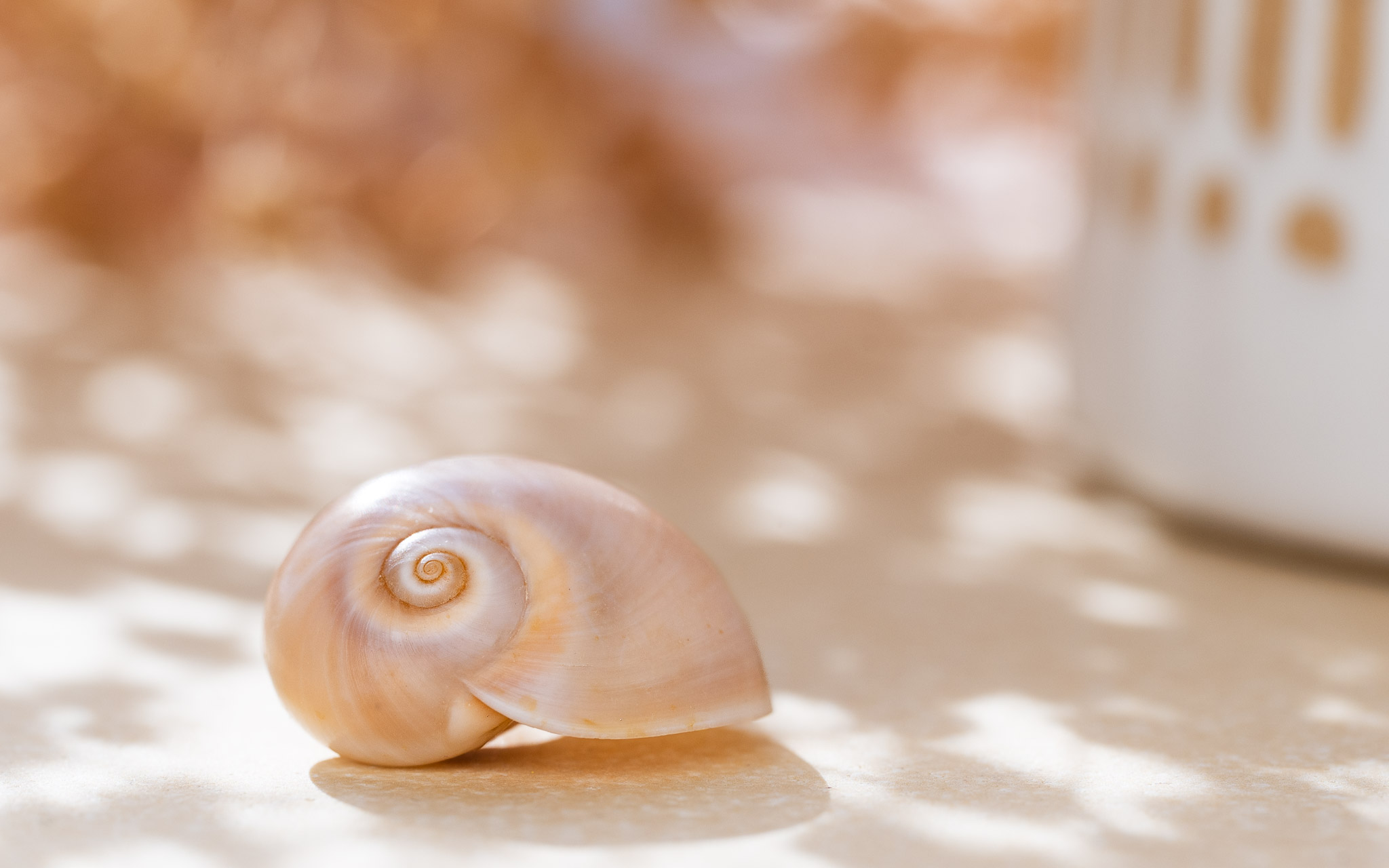Véritable œil de Sainte-Lucie, coquillage porte-bonheur de la Méditerranée et source d'inspiration originelle de la marque de bijoux Calagioia.